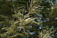 Acacia catechu
